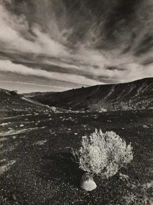 Desert Holly, Death Valley, CA