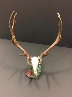 Elk (European mount skull)