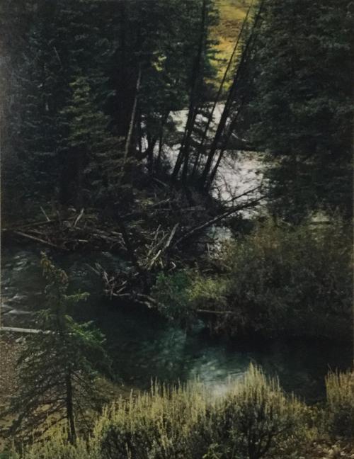 Spruce Trees and River, Ashcroft Road, Colorado, September 17, 1959