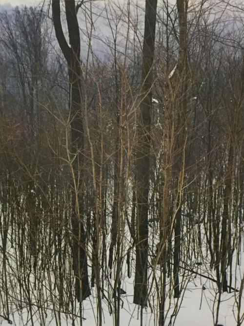 Trees in Rain, Shelburne Pass, Vermont, March 12, 1957