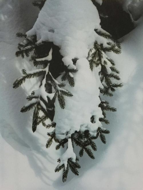 Snow on Spruce Branch, Keene, New York, February 9, 1958