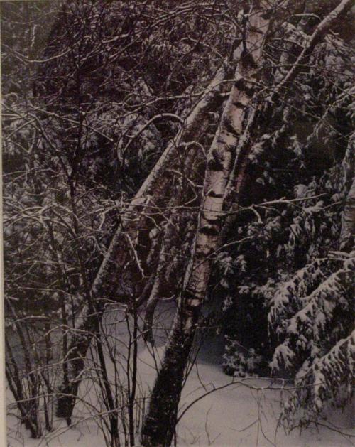 Birch and Hemlocks in Snow Storm, West Otis, Massachusetts, March 8, 1957